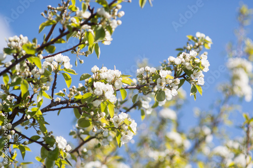 Photo of a beautiful pear blossom. Selective focus.
