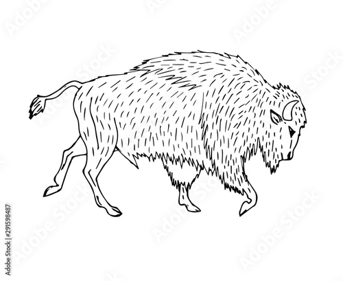 Vector hand drawn sketch wild american bison ox isolated on white background