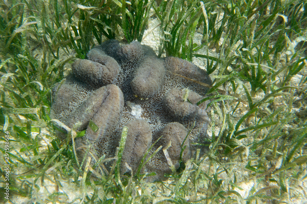 Sexy shrimp in coral, Indonesia sea