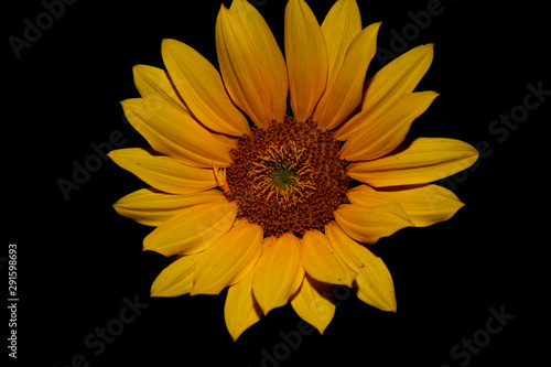  sunflower, your petals are like sunbeams