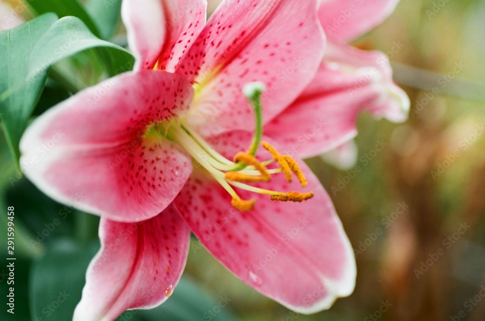 Jamaica Lily, taken with macro lens Jamaica Lily, taken with macro lens