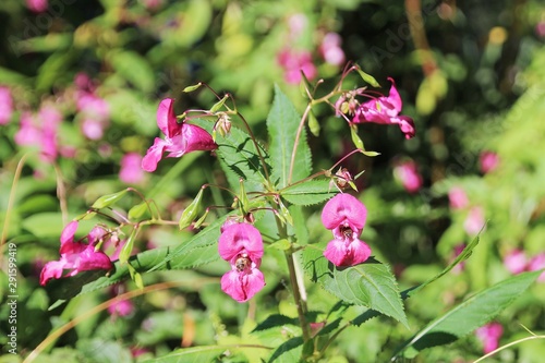 Wild flowers named snapdragons on the shore of a lake in autumn. Two bees go in and out. Salzburg, Austria, Europe.