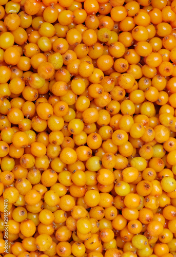 Sea-buckthorn berries (Hippóphaë) prepared for jam. Background from ripe yellow berries.