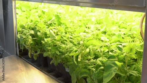 Laboratory of microclonal reproduction. Reproduction using biotechnological techniques of potatoes. Agar nutrient medium. photo