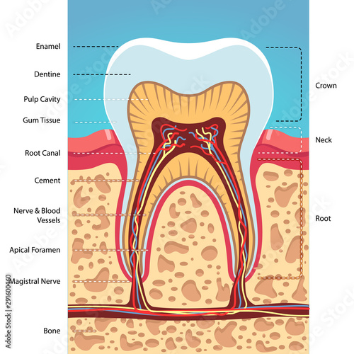 Grinder tooth, gum, scull structure cross section