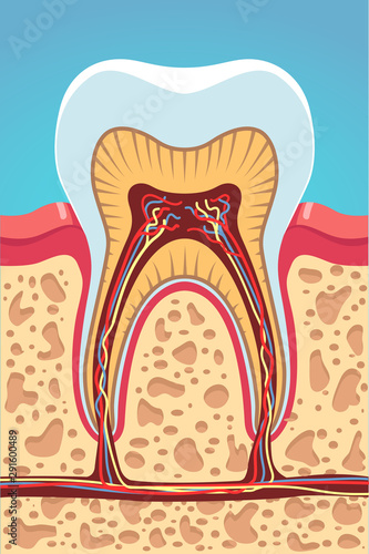 Grinder tooth, gum, scull structure cross section