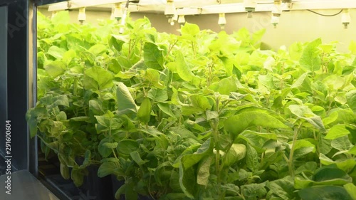 Laboratory of microclonal reproduction. Reproduction using biotechnological techniques of potatoes. Agar nutrient medium. photo