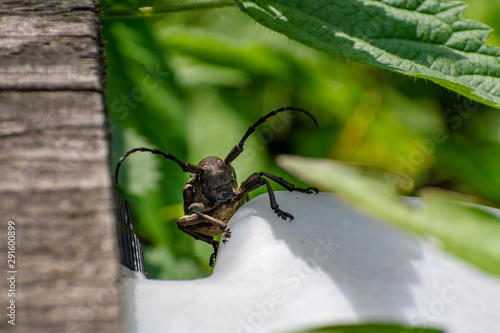 chrząszcz z długimi czułkami © TOP67