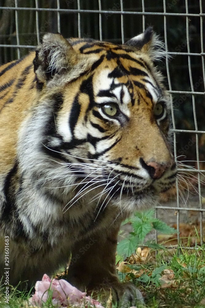 Fototapeta premium Sumatran tiger at the zoo