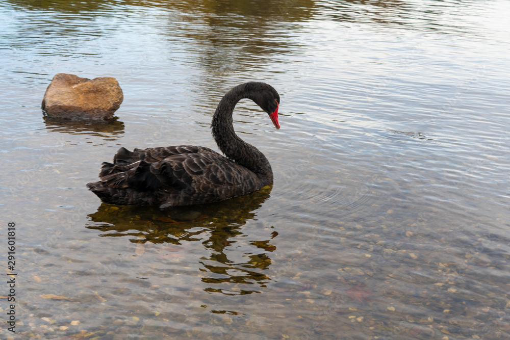 Fototapeta premium Black swans on lake
