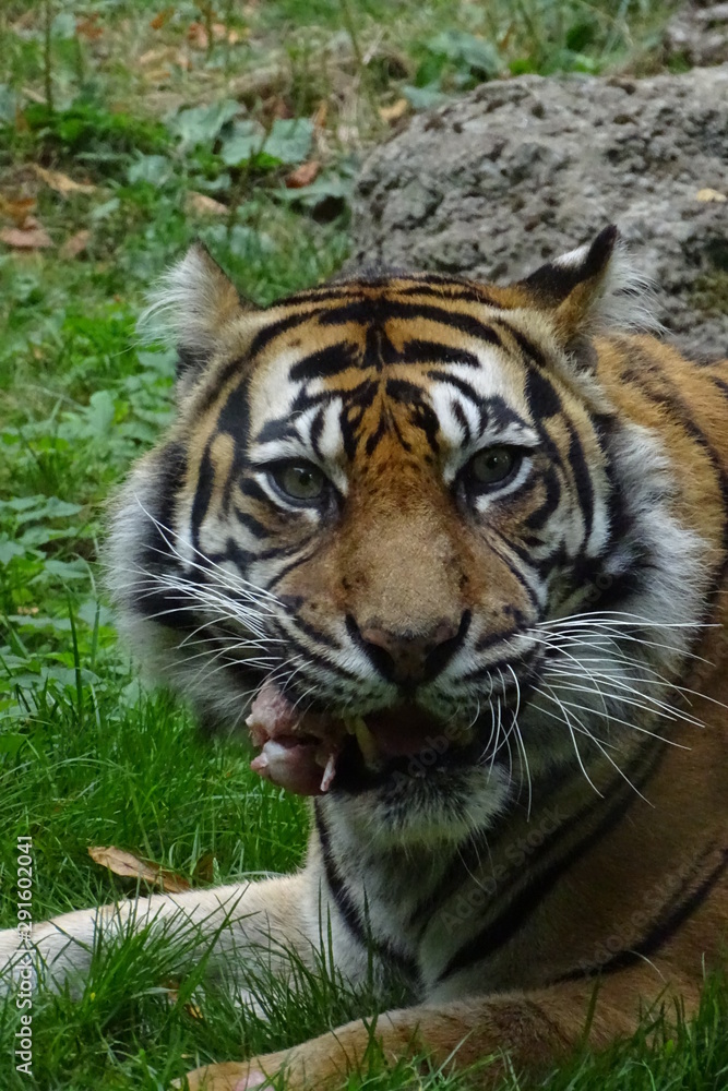 Fototapeta premium Sumatran tiger at the zoo