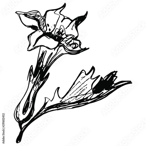 Hand drawn rough sketch of datura stramonium flower. Jimson weed plant. Thorn apple blossom. Devil’s snare. Jimsonweed. Black and white silhouette. 