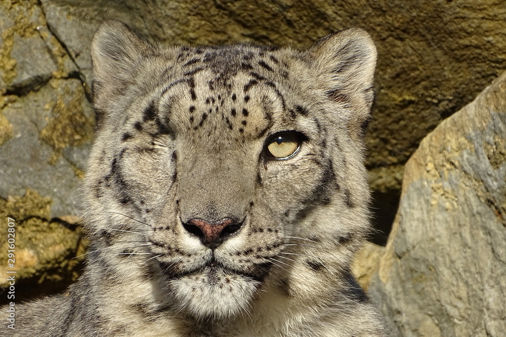 Beautiful snow leopard at the zoo Beautiful snow leopard at the zoo