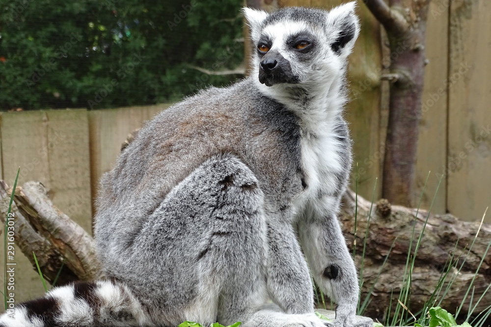 Fototapeta premium Cute ring tailed lemurs at the zoo