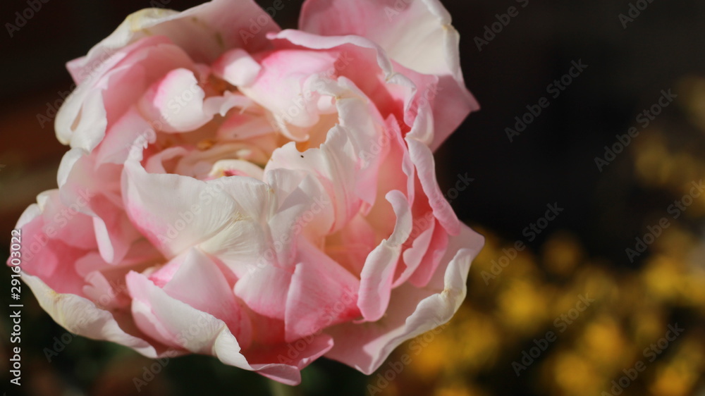 Fototapeta Blossoming Rose