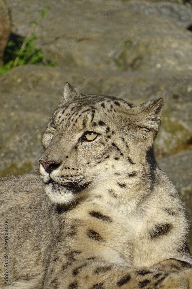 Obraz premium Beautiful snow leopard at the zoo