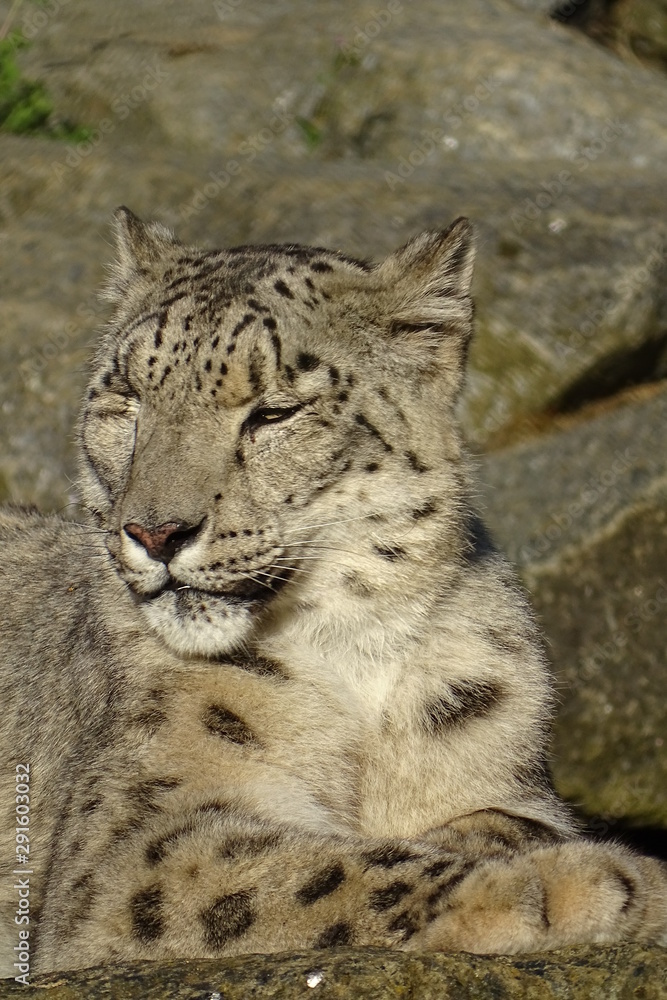 Beautiful snow leopard at the zoo Beautiful snow leopard at the zoo