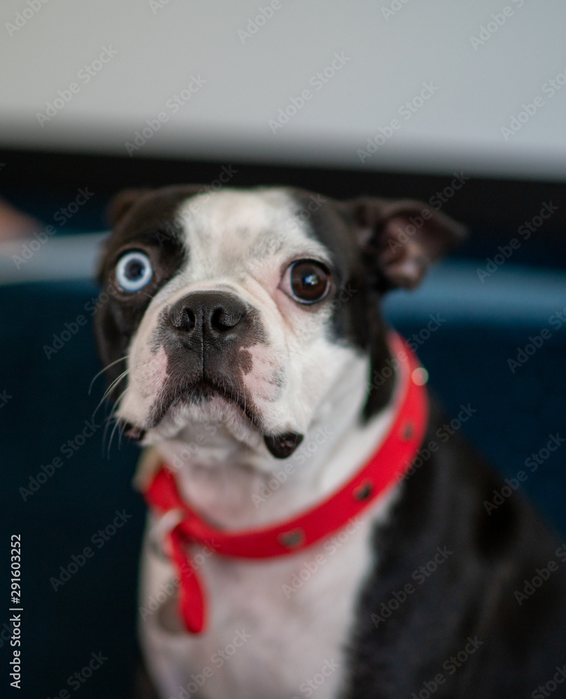 boston terrier with two different color eyes staring at camera
