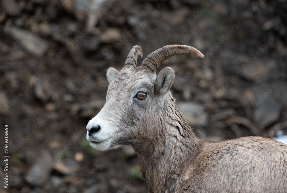 Fototapeta premium A close up of a big horned sheep