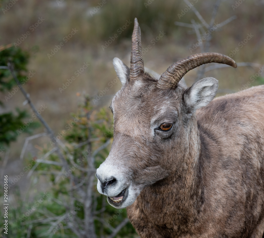 A close up of a big horned sheep