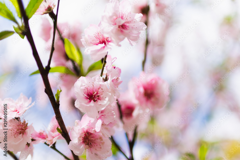 sakura cherry blossom pretty pink small flower peach
