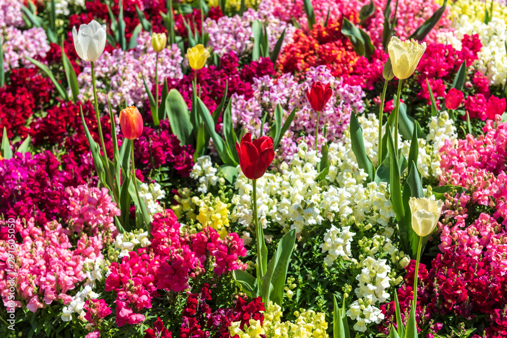Tulips surrounded by colourful flowers at the Carnival of Flowers in Toowoomba, Queensland, Australia.