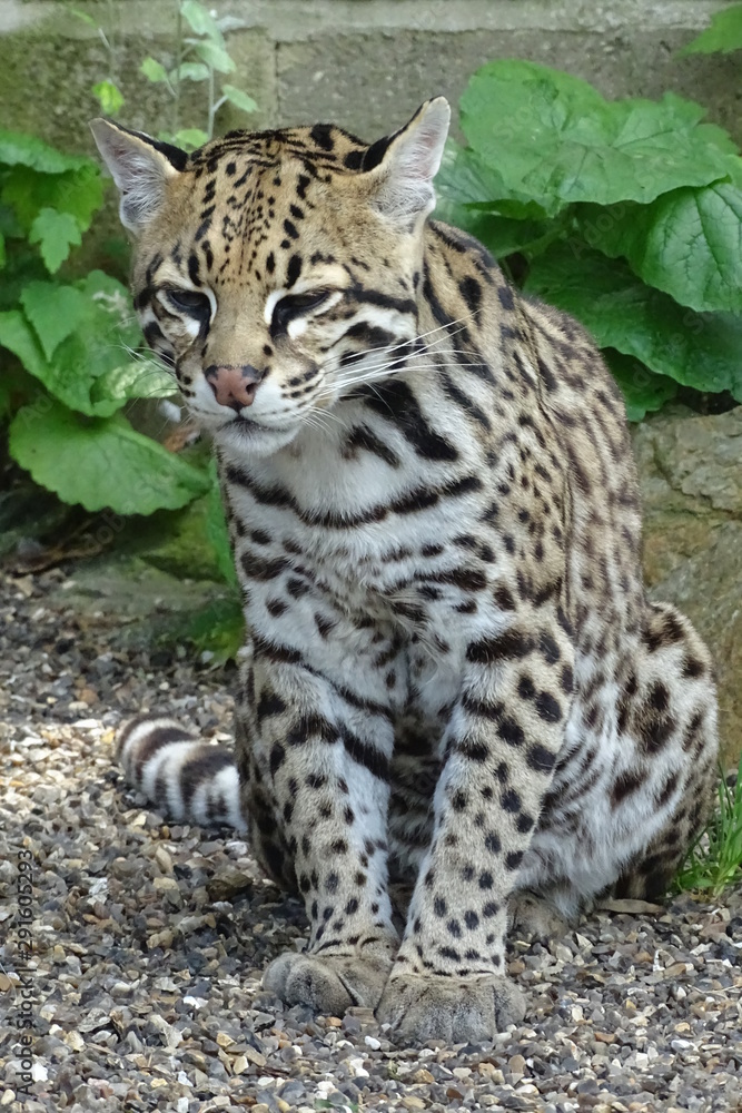 Obraz premium Ocelot cat at the zoo