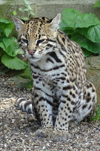 Ocelot cat at the zoo © Christopher Keeley