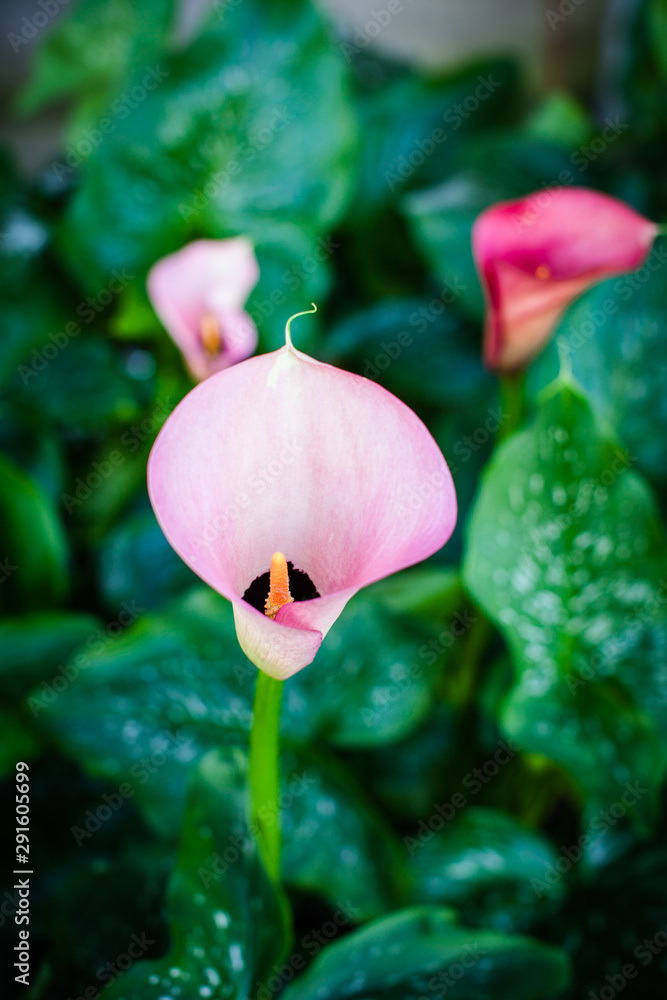 Pink cove flower Pink cove flower