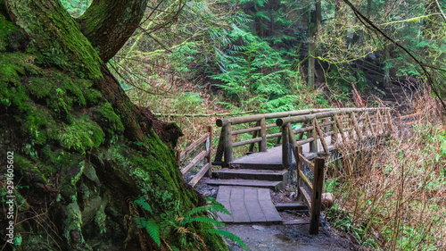Wallpaper Mural Lichen shines green after rain on Noth Shore forest trai Torontodigital.ca
