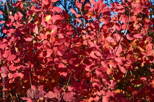 Autumn color leaves of cotinus coggygria.