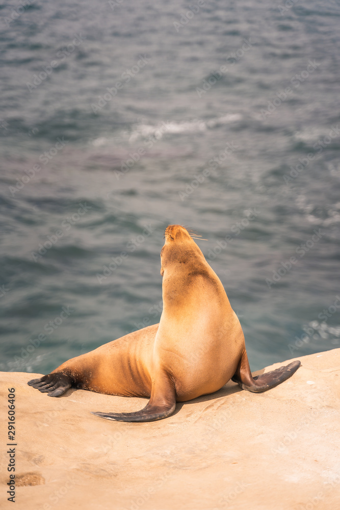Fototapeta premium Sea Lion
