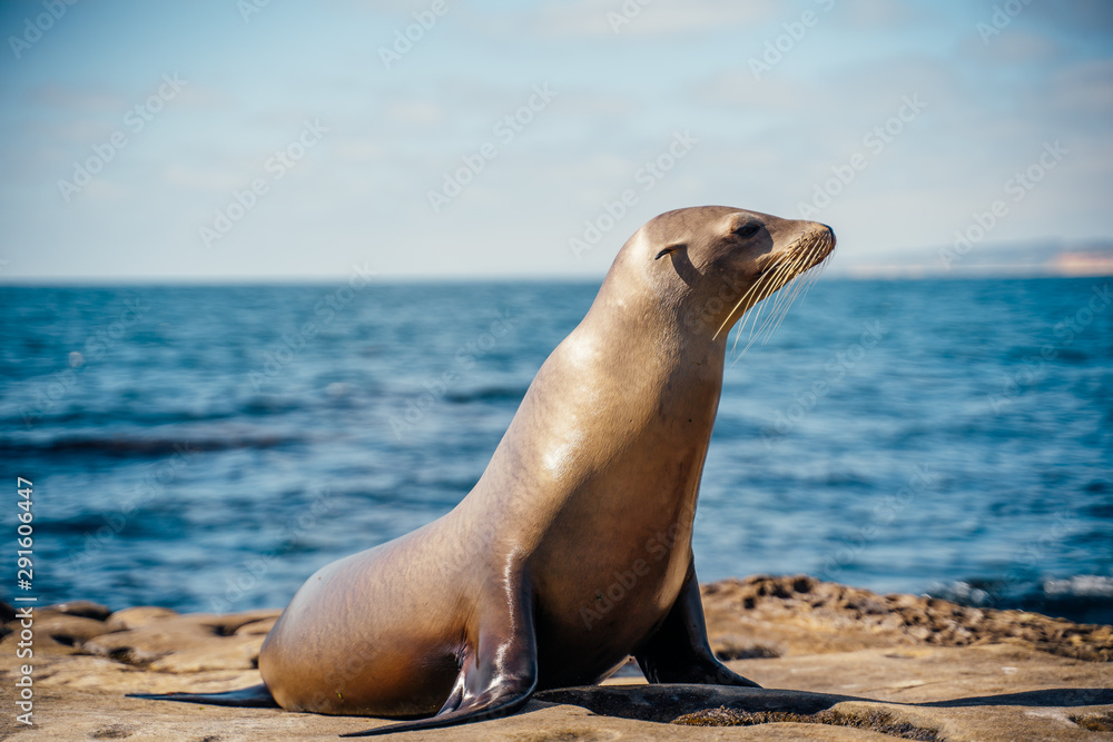 Fototapeta premium Sea Lion
