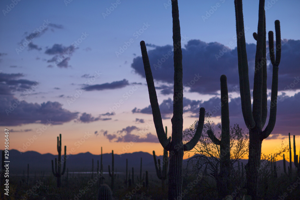 Southwestern Desert Saguaro Cactus Silhouettes At Sunset
