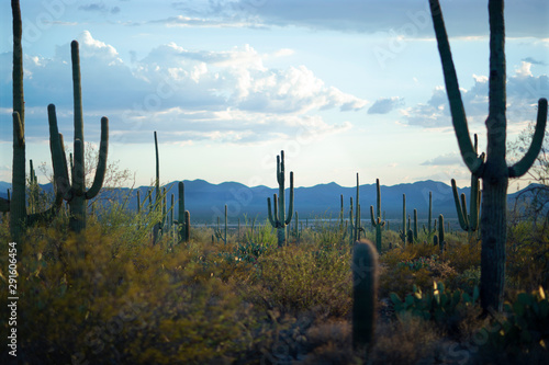 Iconic Saguaro Cactus In Field At Sunset