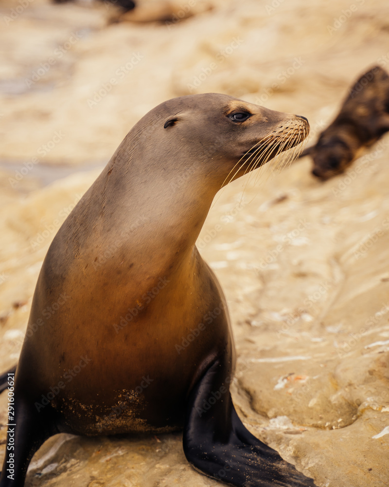 Fototapeta premium Sea Lion