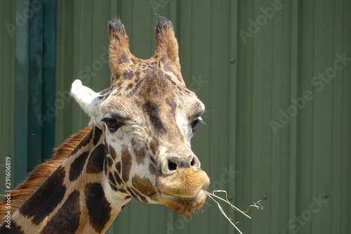 Fototapeta Naklejka Na Ścianę i Meble -  Giraffes at the zoo