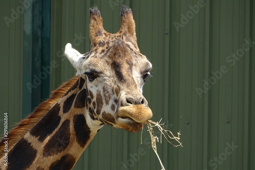 Foto Giraffes at the zoo