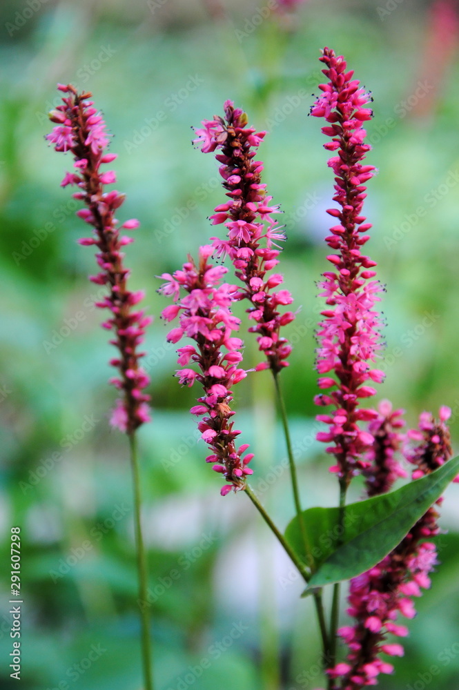 Obraz premium Close up of the narrow spikes of rose-red flowers of red bistort or mountain fleece (Bistorta amplexicaulis or Persicaria amplexicaulis), native to China, the Himalayas and Pakistan