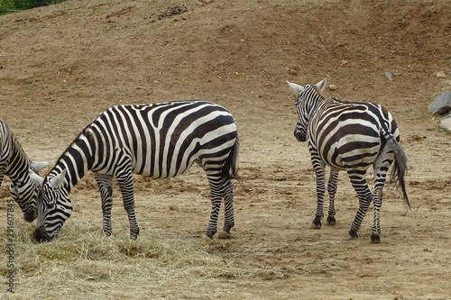 Graceful zebras at the zoo