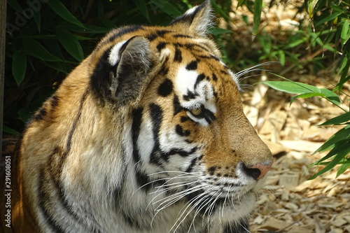 Amur tiger at the zoo