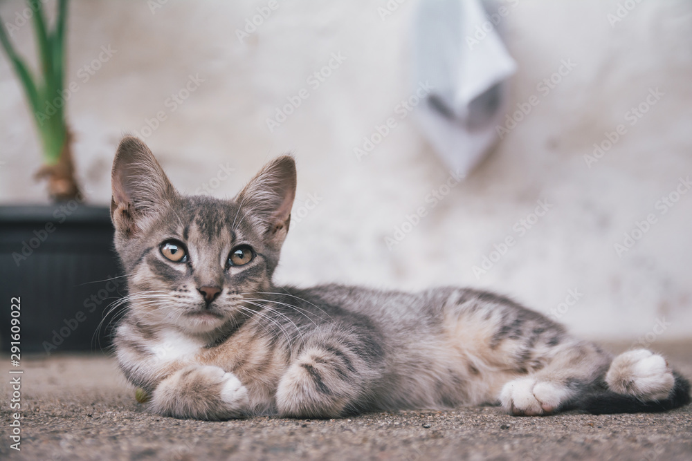 Small cute kitten lying on the ground and watching up