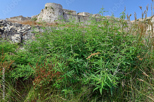 Mönchspfeffer vor der Festungsmauer von Methoni auf dem Peloponnes, Griechenland photo