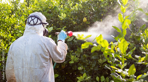 Worker fumigating plantation of lemon trees in Spain