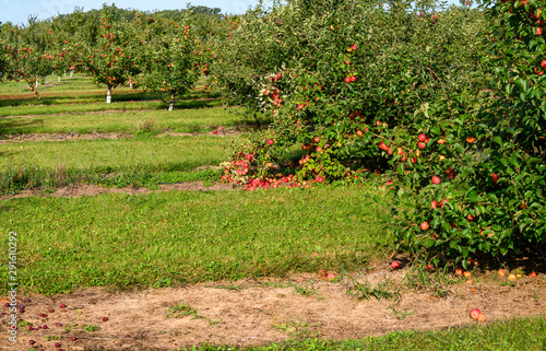 Autumn Apple trees at orchard ripe for picking 
