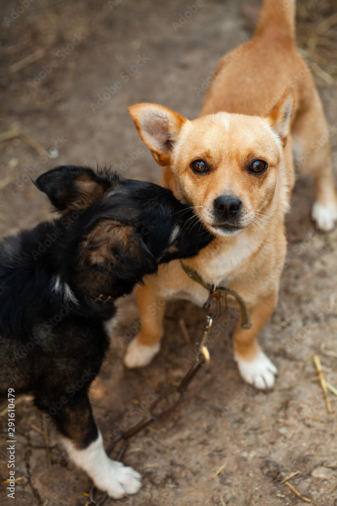 Love and affection between dogs. Dogs playing together. Portrait of two young beauty dogs Love and affection between dogs. Dogs playing together. Portrait of two young beauty dogs
