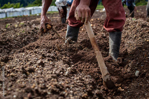 Male hands harvesting potatoes