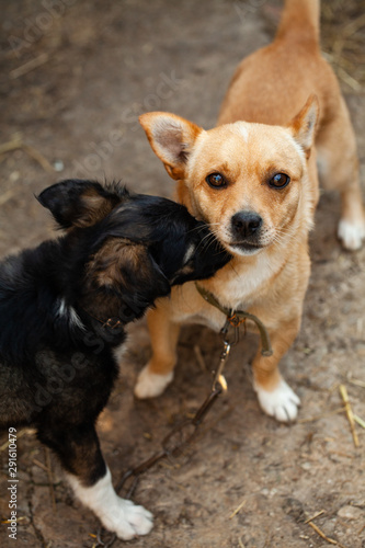 Love and affection between dogs. Dogs playing together. Portrait of two young beauty dogs 