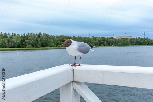 Landscape background. Helsinki, finland. Travel background. Nature landscape. National park outdoors landscape. 