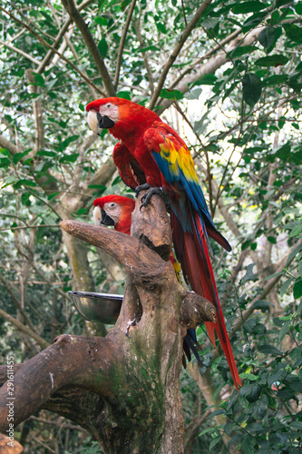 A pair of perched macaw parrots